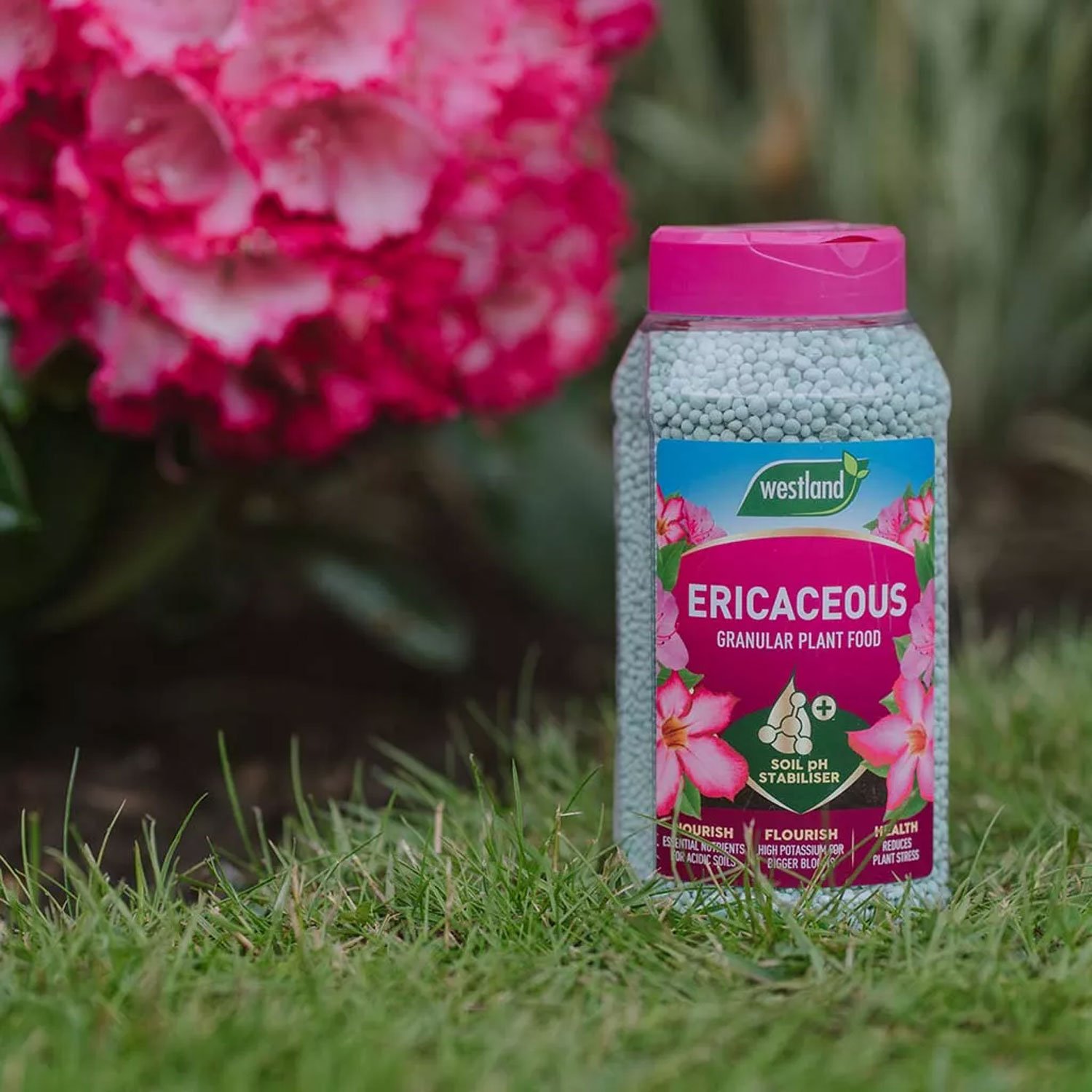 Westland Ericaceous Plant Food Granules Jar 900g - immagine 2