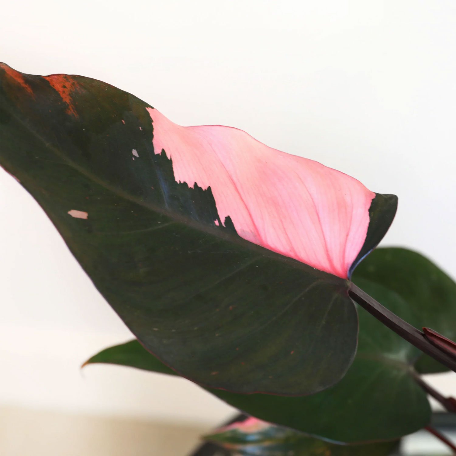 Wild Interiors 12 Tall Pink Princess Philodendron Live Plant - immagine 2